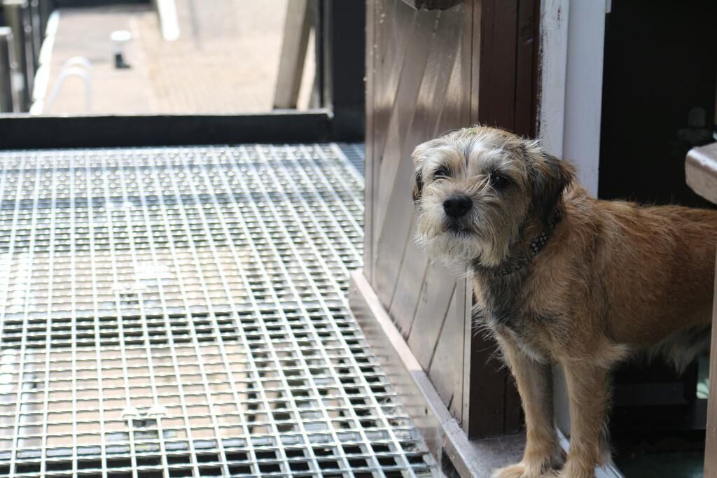 #20. Border terrier